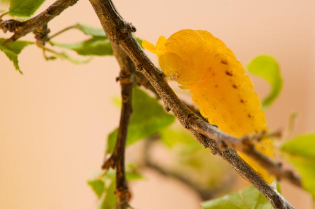 Iphiclides podalirius